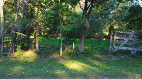 Watching the trees from side view on a sunny day Stock Footage 155954971