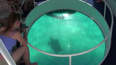 Watching turtle through glass bottom in boat Stock Footage 52063667