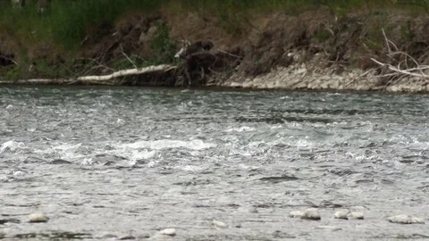 Watching the water flow concept: fast mountain river creek stream clear water Stock Footage 82416184