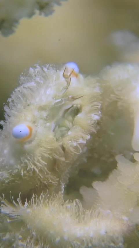 Watching white Fluffy Frogfish hiding in the Red Sea water Stock-Footage 320385358