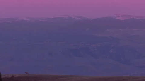 Watching wild animals at sunset in the mountains of North America Stock Footage 327873385