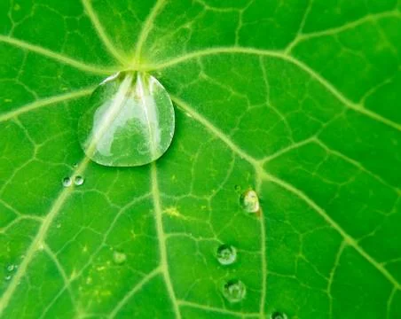 Wate drops on leaf Stock Photos