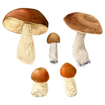 Watecrolor hand drawn set with different mushroom. The atrwork captures the.. Stock Illustration