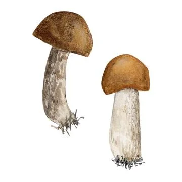Watecrolor hand drawn two small mushrooms. The atrwork captures the natural.. Stock Illustration
