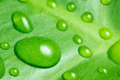 Wated drop on green leaf Stock Photos