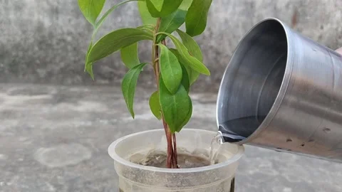 Water adding in plant for growth. Seedling plant of Java plum Video stock 253175925