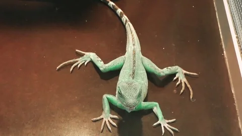 Water Agama posing for the camera Stock Footage 122193756