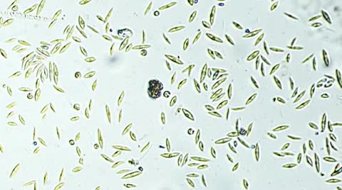 Water Under Microscope 400x