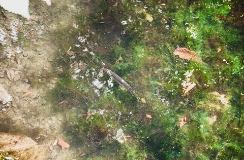 Water with algae and fish Foto stock
