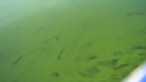 Water with algae on board the boat 動画素材 116399129