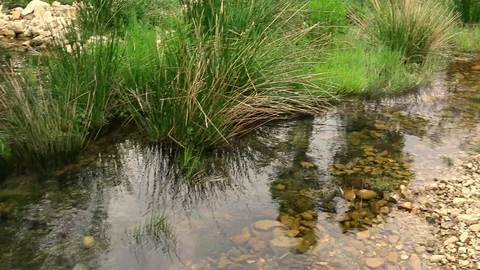 Water among gorse Stock Footage 109503208