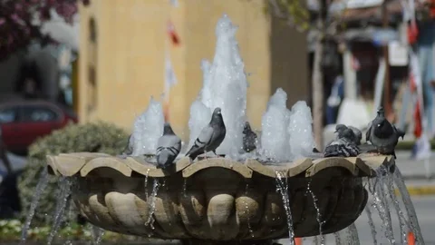 Water and Bird 스톡 동영상 83585221