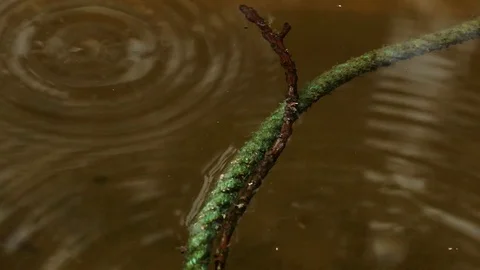 Water and drop Stock Footage 79588141