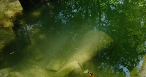 Water and fish in the river Stock Footage 137649130