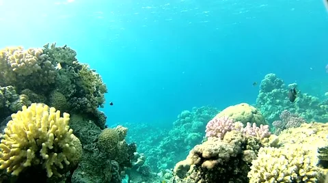 Water and fish.mp4 Stock Footage 57418406