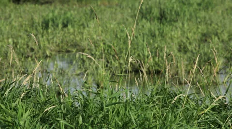 Water and Grass Shots Stock-Footage 26326327