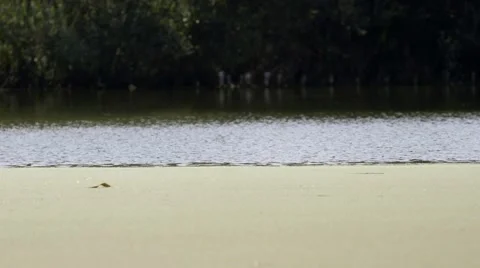 Water and green algae Stock Footage 59759592