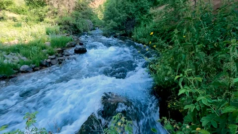 Water and greenery Stock Footage 171856885