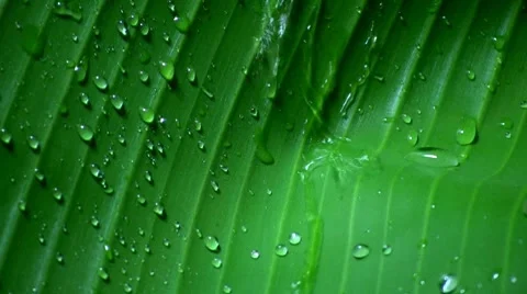 Water and leaf Stock-Footage 7901997