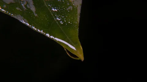 Water and leaf 動画素材 115012769