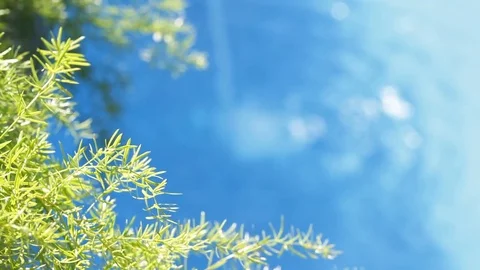 Water and leaves Stock Footage 74079896