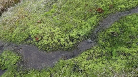 Water and moss Video stock 7727993