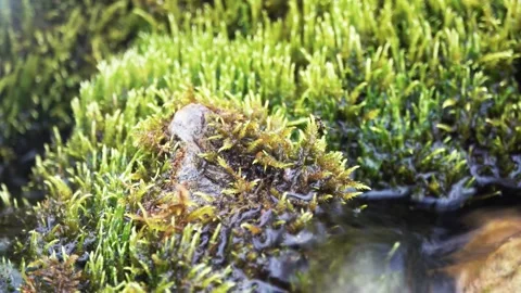 Water and Moss Nature Macro Stock Footage 340538649