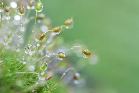 Water and moss Stock Photos