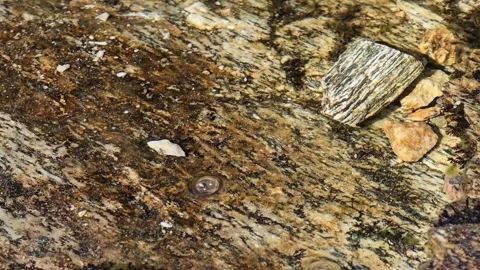 Water and natural bubbles moving over patterned flat rock. Stock Footage 343734307