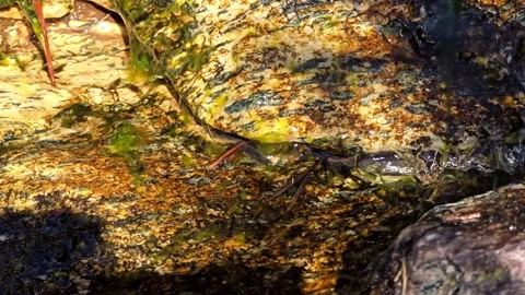 Water and natural floating bubbles moving over patterned flat rock. Stock Footage 343734288