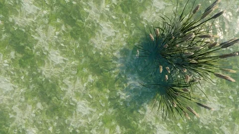 Water and plant Stock Footage 249127652