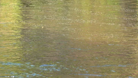WATER and RIVER-light reflections 動画素材 242752607