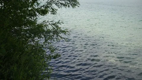 Water and tree moving in slow motion Stock Footage 197997558