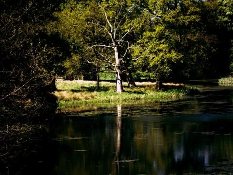 Water and tree Fotos de archivo