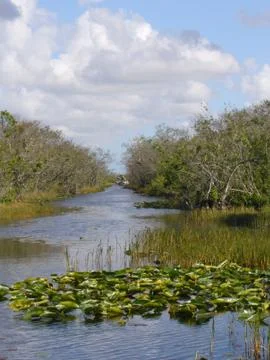Water and trees in the Everglades Фото