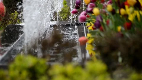 Water and Tulip 스톡 동영상 83347648