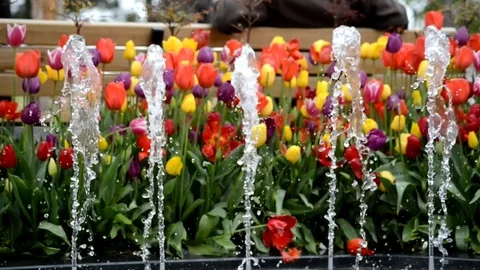 Water and Tulip 스톡 동영상 83585212