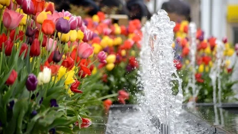 Water and Tulip 스톡 동영상 83585247