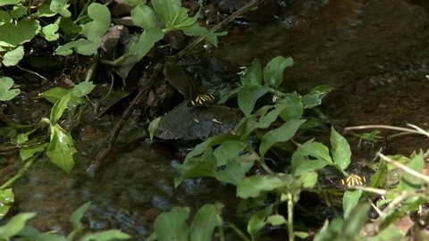 Water and vegetation Stock Footage 81053724