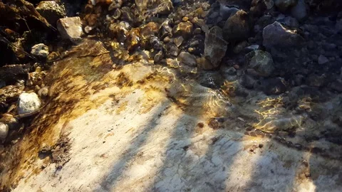 Water animals Stock Footage 112885462