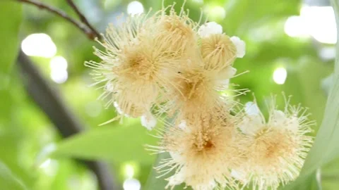 WATER APPLE Video stock 140346127