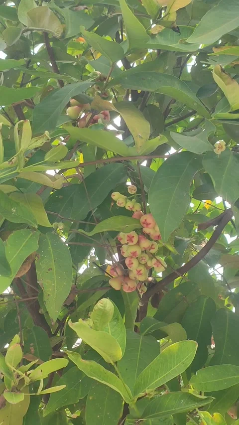 Water Apple Fruit Tree Branches Swaying in Wind, Vertical Video Stock Footage 343716411