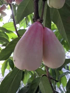 Water apple Stock Photos