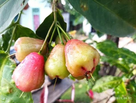 Water apple Stockfoto's