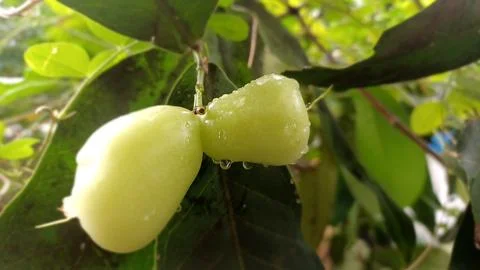 Water apple Stock Photos