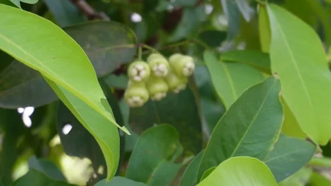 Water Apple Plant 库存影片 335207082