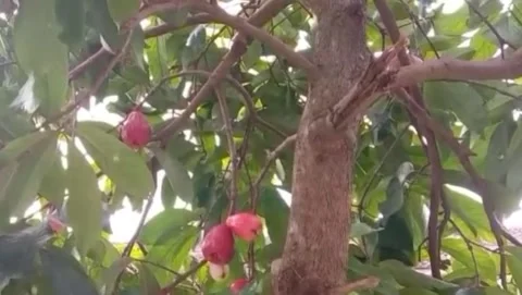 Water apple tree bears fruit Stock Footage 310436002