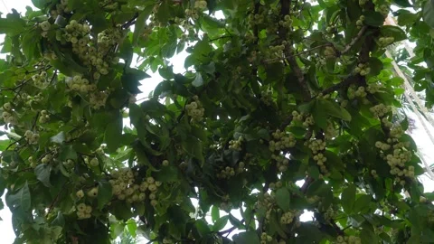 Water apple tree Stock Footage 344303185