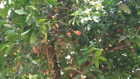 The water apple tree grows well and bears lots of fruit Stock-Fotos