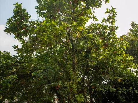 The water apple tree Stock Photos